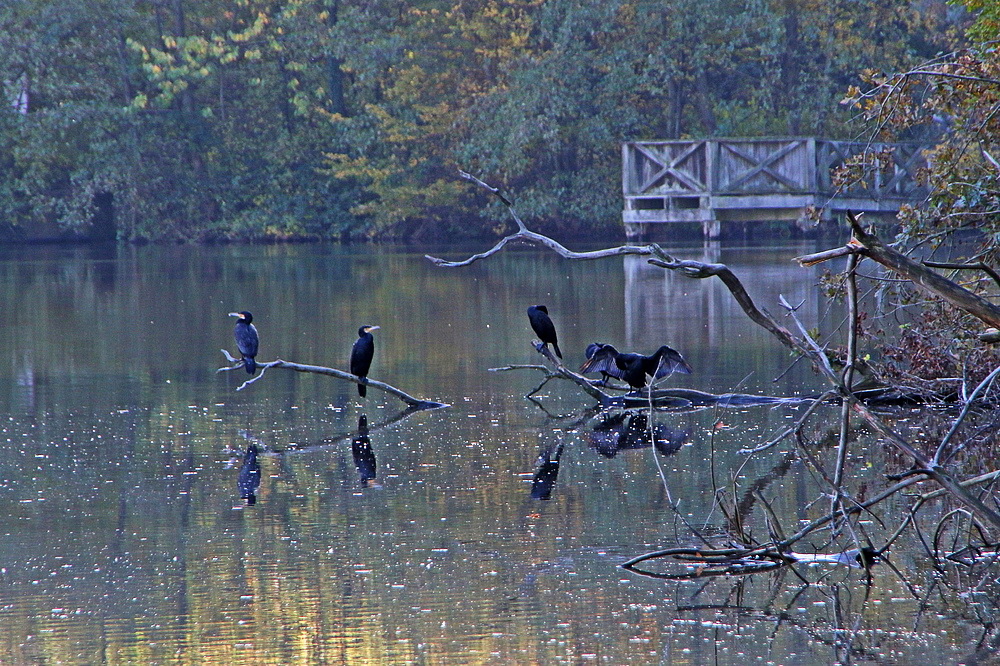 da spiegeln sich die Kormorane