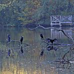 da spiegeln sich die Kormorane