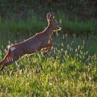 "DA SPRINGT DER BOCK" - hoffentlich noch lange