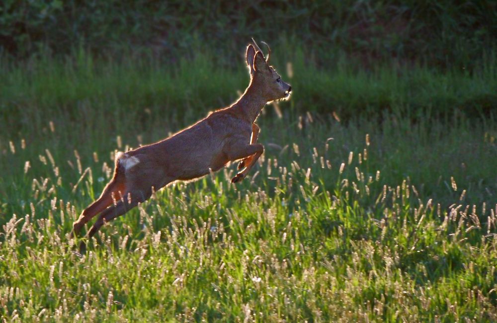 "DA SPRINGT DER BOCK" - hoffentlich noch lange