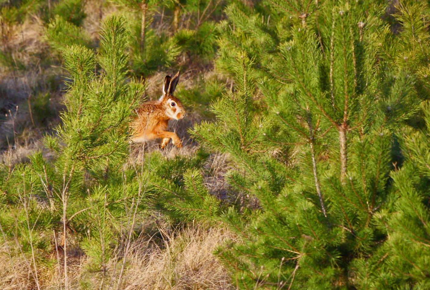 "Da springt doch was herum ...."