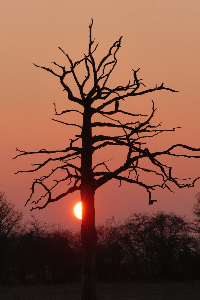 Da stand der Baum noch.