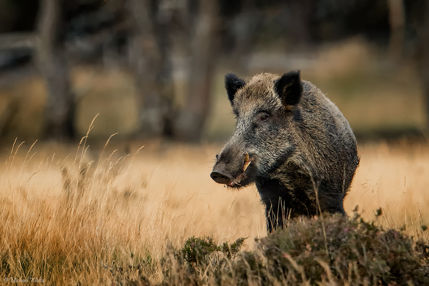 Da stand ein Schwein in der Flur