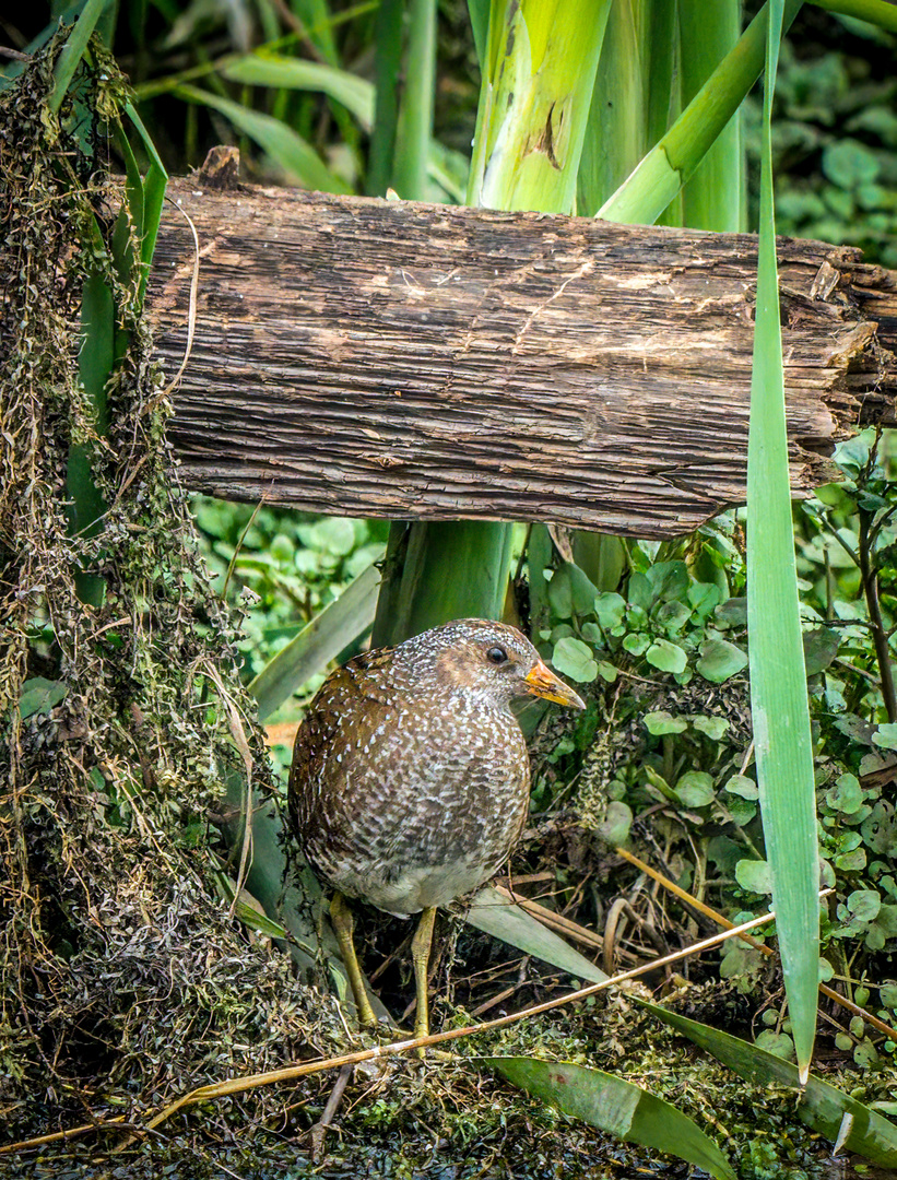 "Da stand es nun .....das T-Huhn" (ISO 3200)