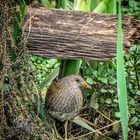 "Da stand es nun .....das T-Huhn" (ISO 3200)