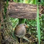 "Da stand es nun .....das T-Huhn" (ISO 3200)