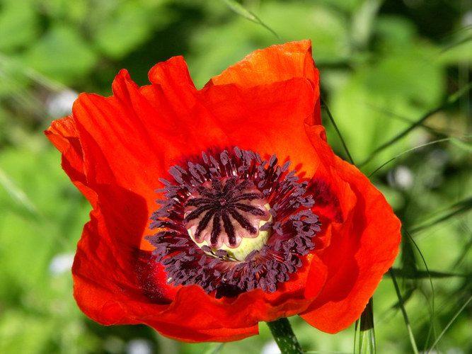 Da stand so eine Mohnblume plötzlich im Garten....