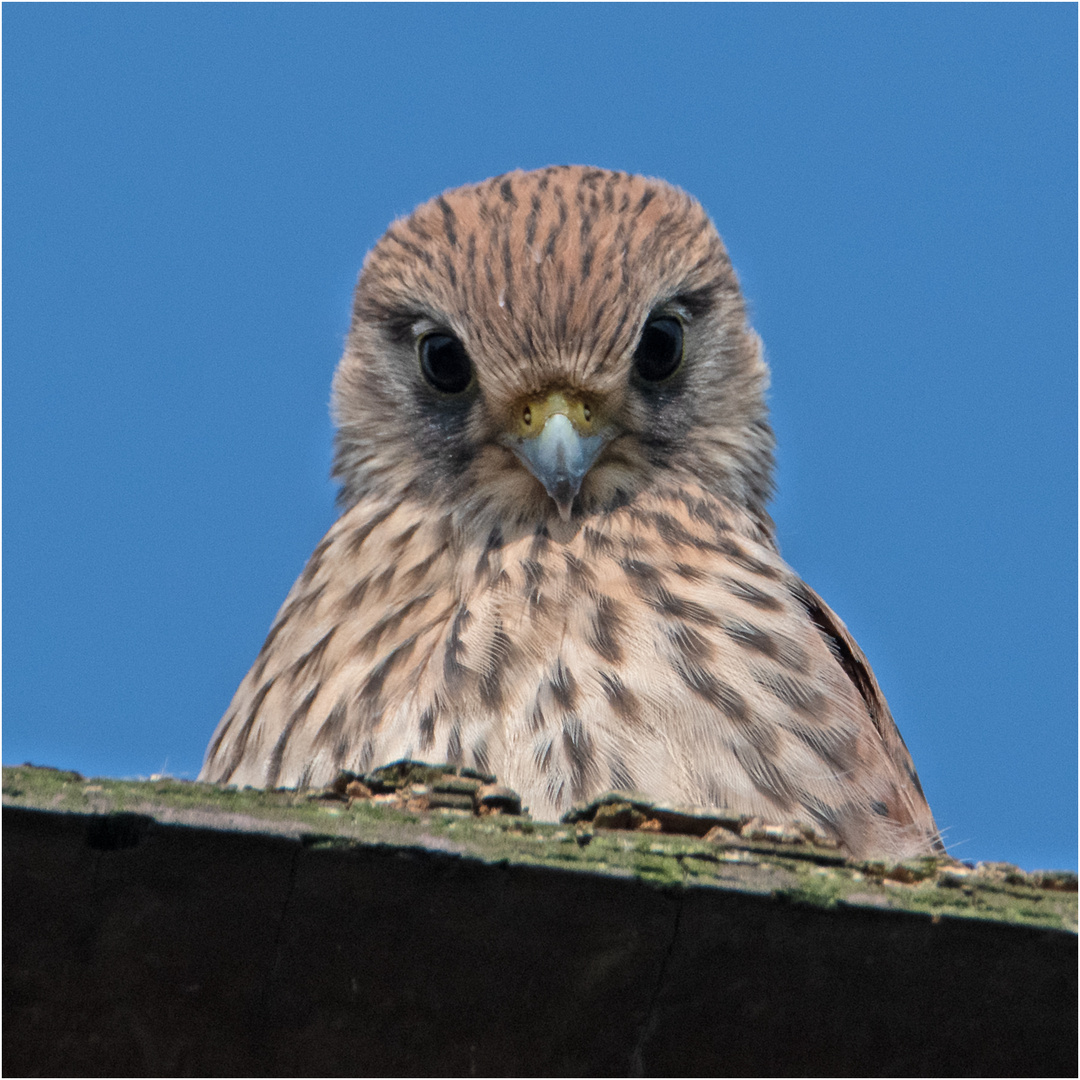 "Da staunst du, dass ich auf dem Dach bin!" - Aus dem Leben der Jungfalken (12) . . .