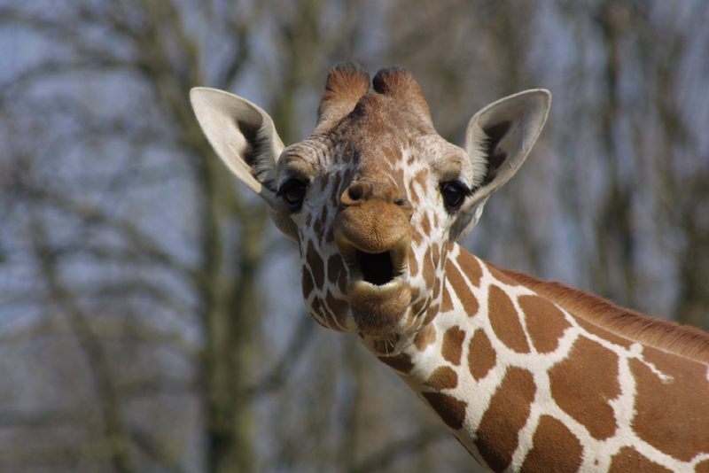 da staunste.zoo münster