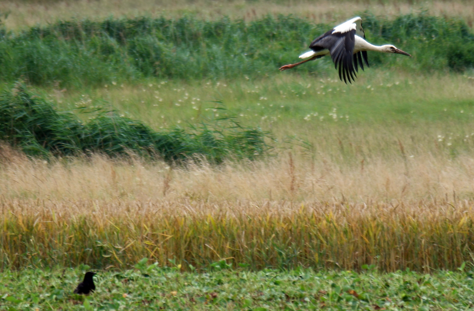 Da staunt die Amsel