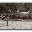 ...da staunt die Ziege und das Zebra wundert sich.....