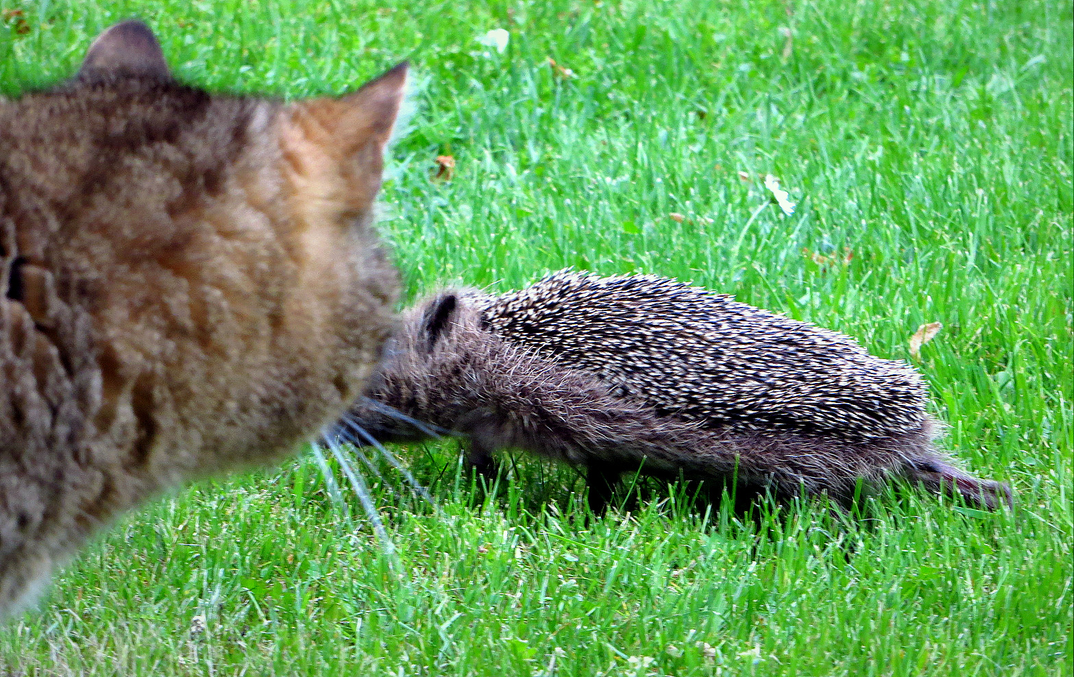 da staunt sogar meine Katze