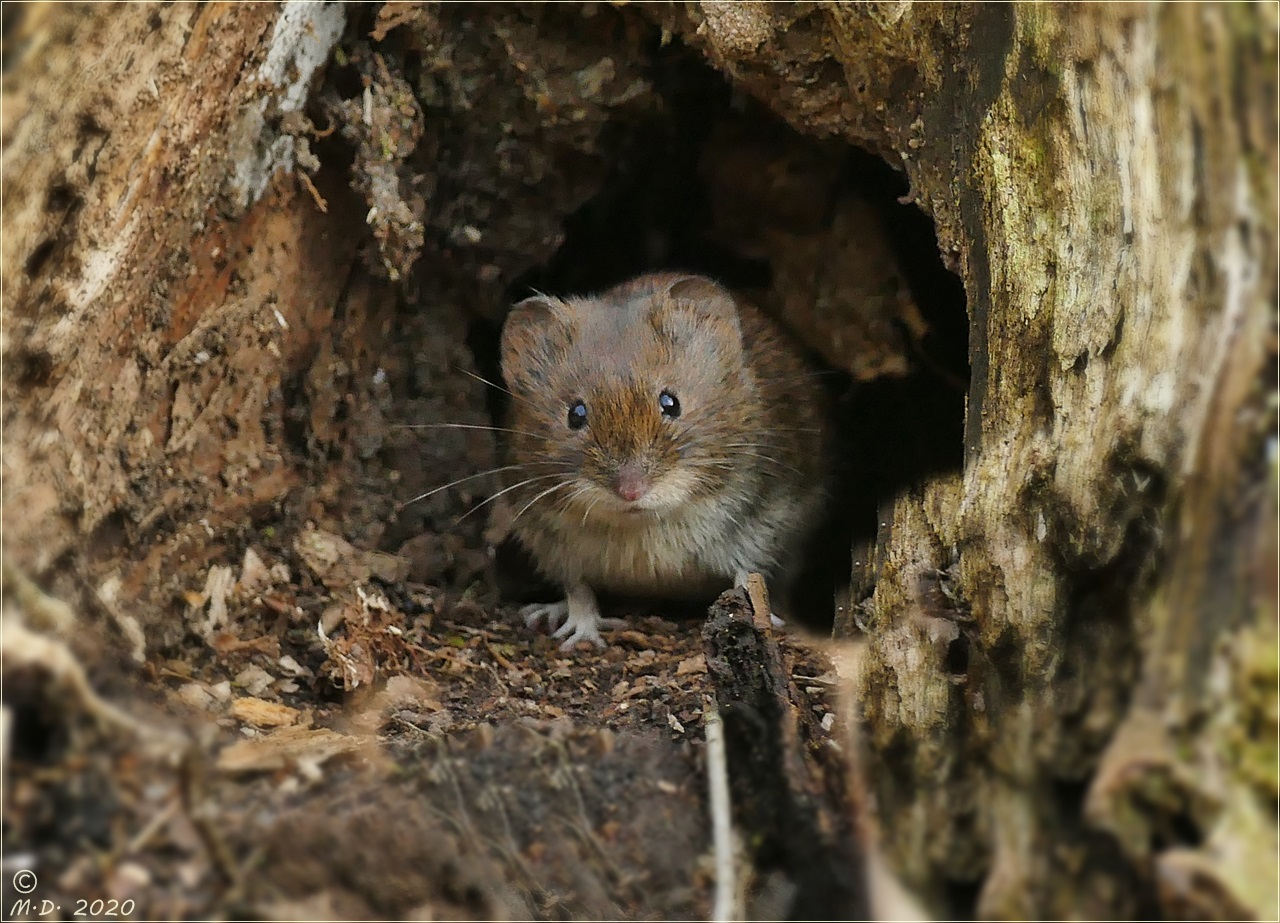 Da Staunte Die Mausi Nicht Schlecht Foto Bild Tiere Wildlife Saugetiere Bilder Auf Fotocommunity fotocommunity