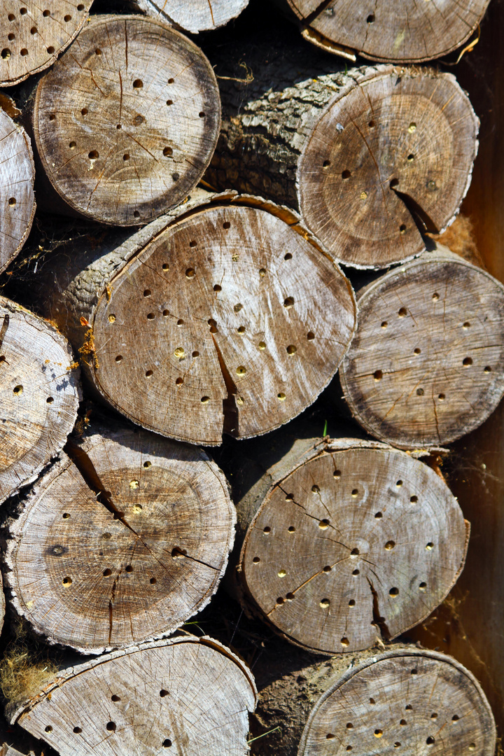 Da steckt der (Holz)wurm drin