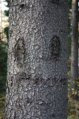 da steckt ein Baumgeist drin