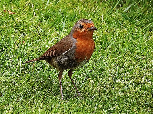 da steh ich nun und warte