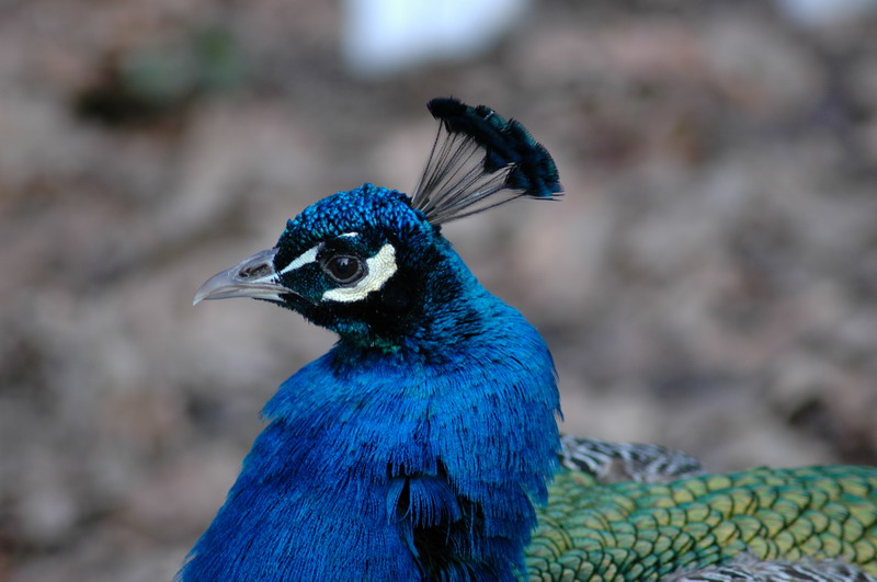 Da stehen dem Pfau die Haare zu Berge...