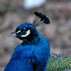 Da stehen dem Pfau die Haare zu Berge...