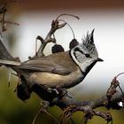 Da stehen einem die Ferdern zu Berge