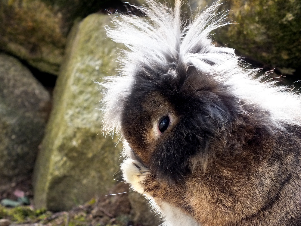 Da stehen mir ja die Haare zu Berge!