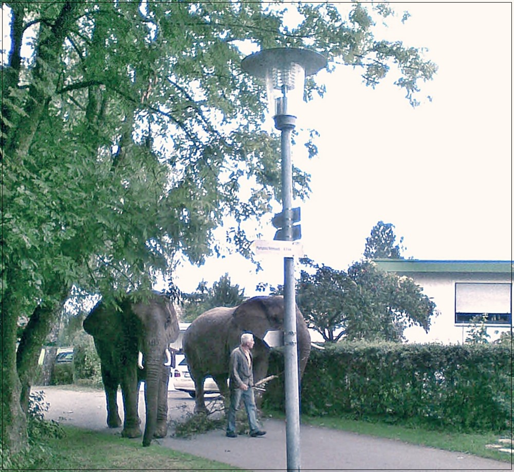 da stehste uff de Straße und guckst.. und guckst, da sacht en Elefant,  "Guten Tach".