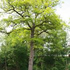 Da steht ein Baum