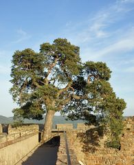 Da steht ein Baum auf dem Schloss