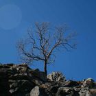 da steht ein Baum aufm Berg