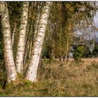 Da steht ein Castle im Wald...