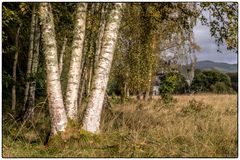 Da steht ein Castle im Wald...