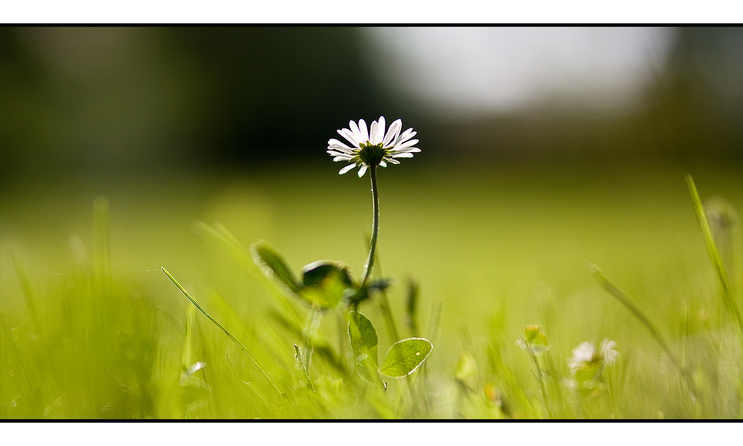 Da steht ein Gänseblümchen ganz still und stumm...