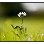 Da steht ein Gänseblümchen ganz still und stumm...