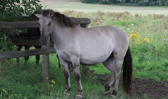 Da steht ein Pferd ... ... .....