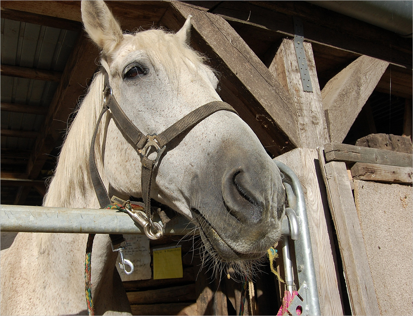 da steht ein Pferd -