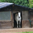 Da steht ein Pferd auf dem Flur...