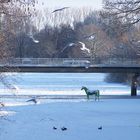 " Da steht ein Pferd auf dem See....."