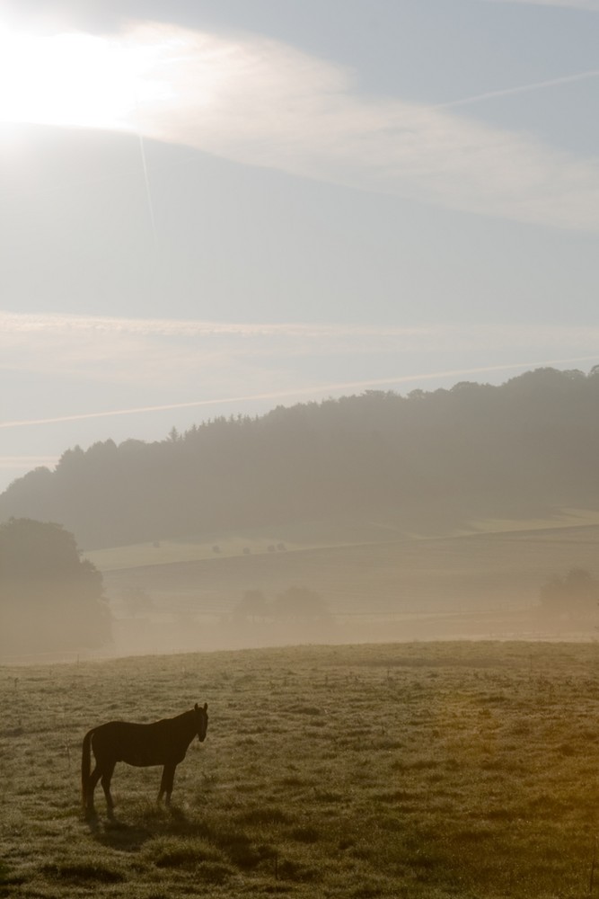 Da steht ein Pferd auf der Wiese ...