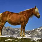 Da steht ein Pferd auf´n Berg...   [ca. 2250m ü.N.]