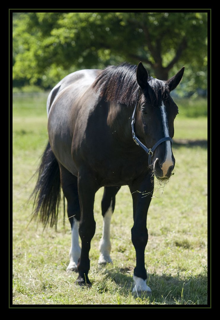 Da steht ein Pferd .....