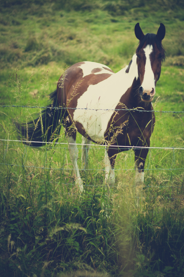 Da steht ein Pferd... und schaut' mich an!