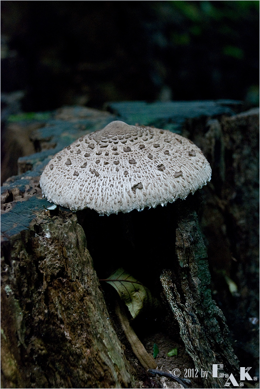 »Da steht einer im Wald …«