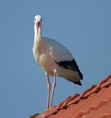 Da steht er nu und guckt rum