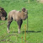 da steht 'n Kamel im Garten_Langelsheim