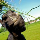 Da steht 'n Pferd auf der Wiese ...