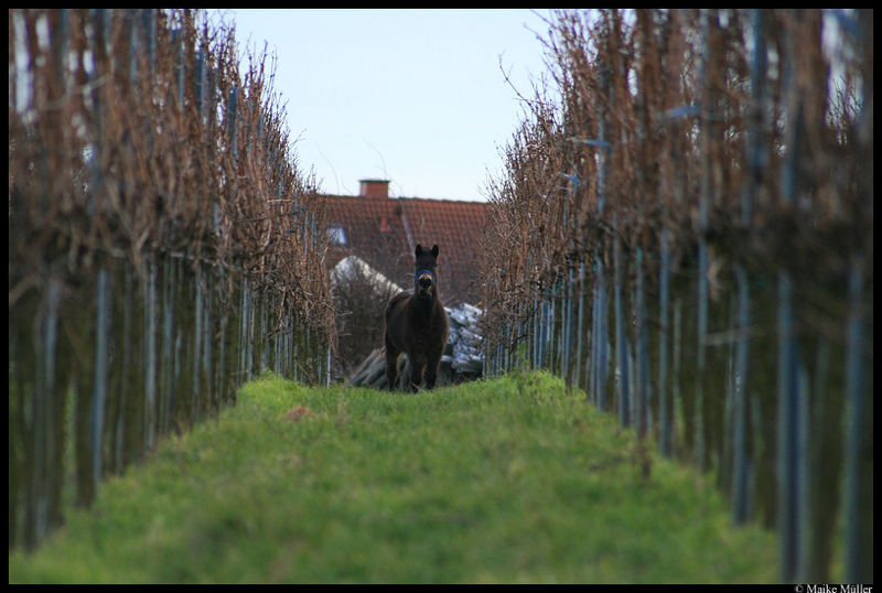 Da steht n' Pferd auf'm Flur..