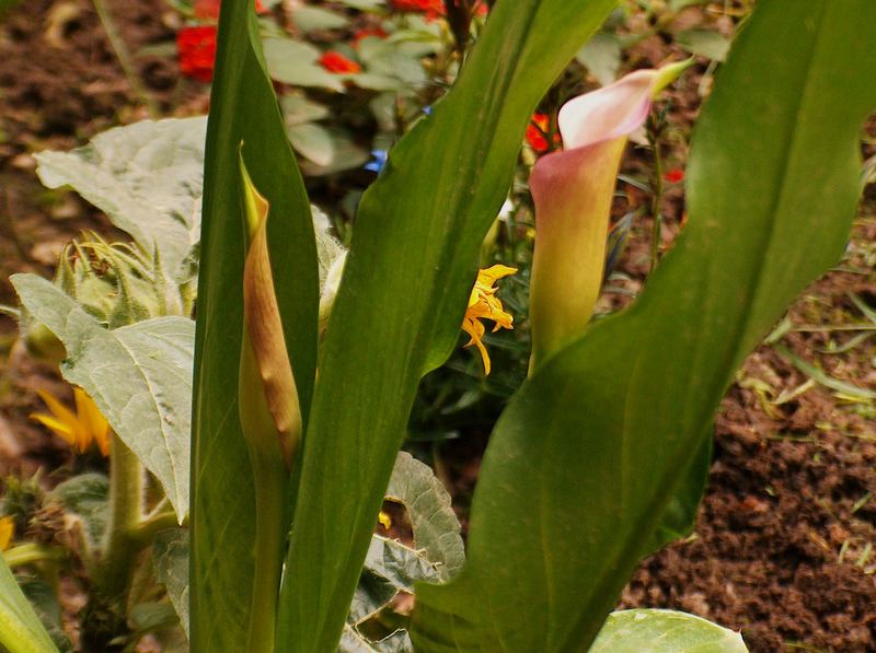 Da steht sie im Garten:-)