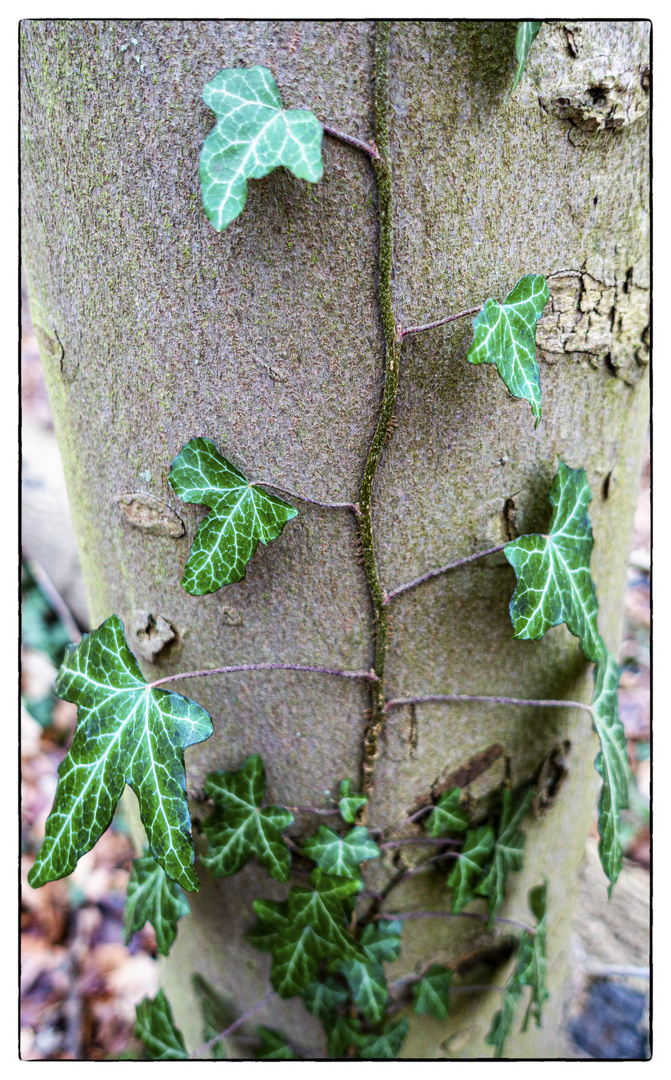 Da stimmen die Farben garnicht - in diesem Wald?