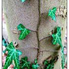 Da stimmen die Farben garnicht - in diesem Wald?