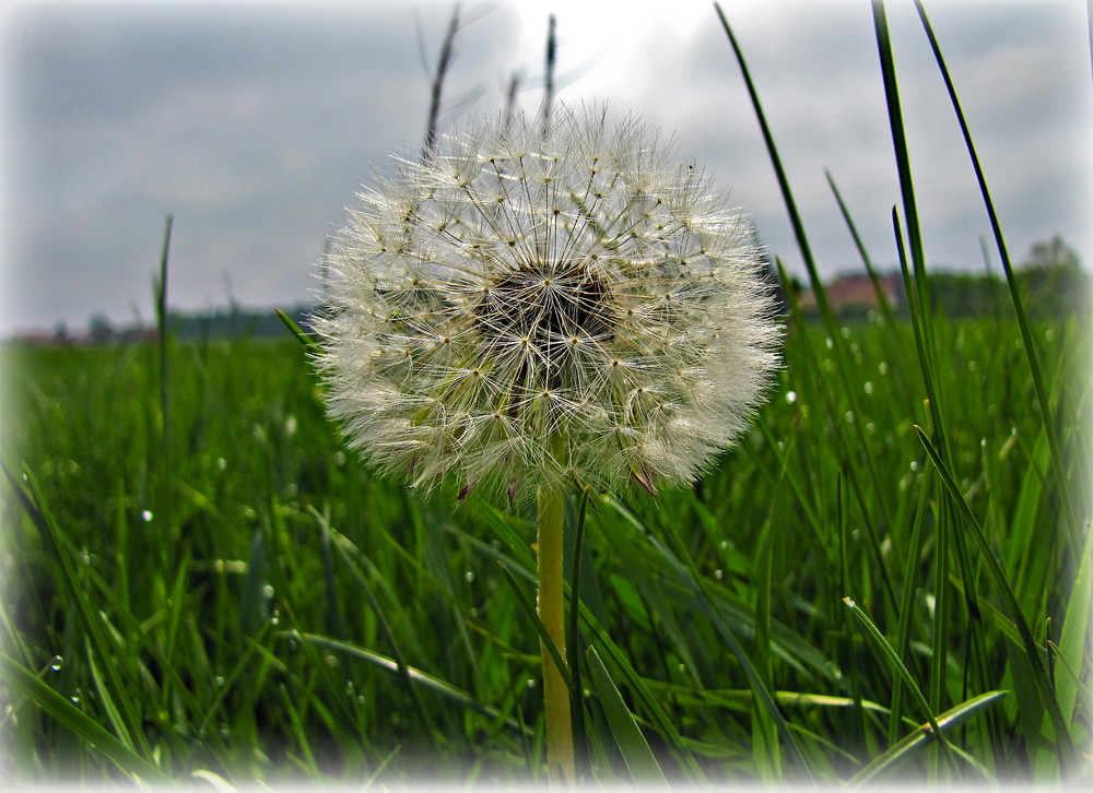 ...da streckte sich die Pusteblume hervor....