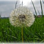 ...da streckte sich die Pusteblume hervor....